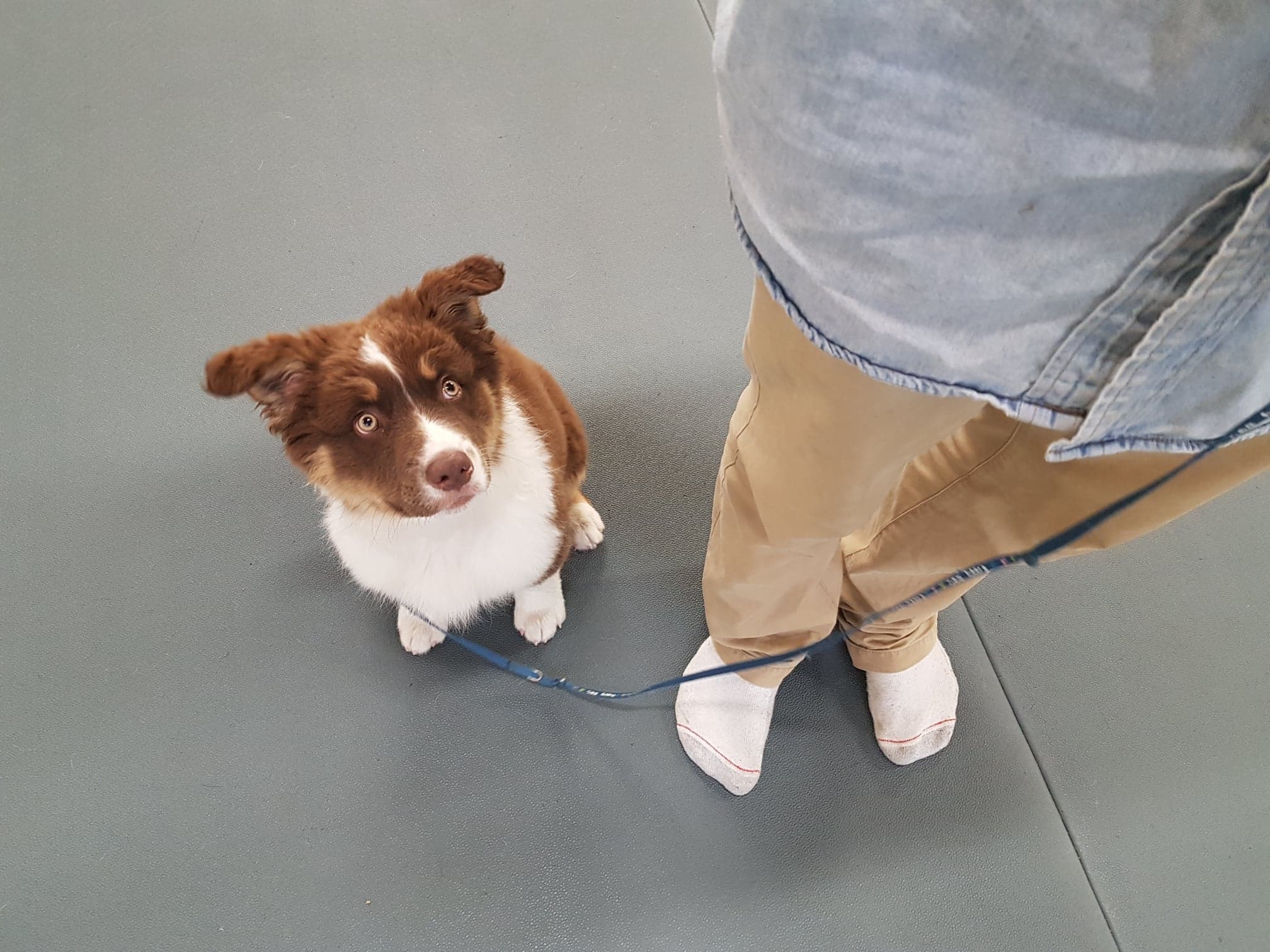 Featured image for “OM                        VÅRE               ASSISTENTER”